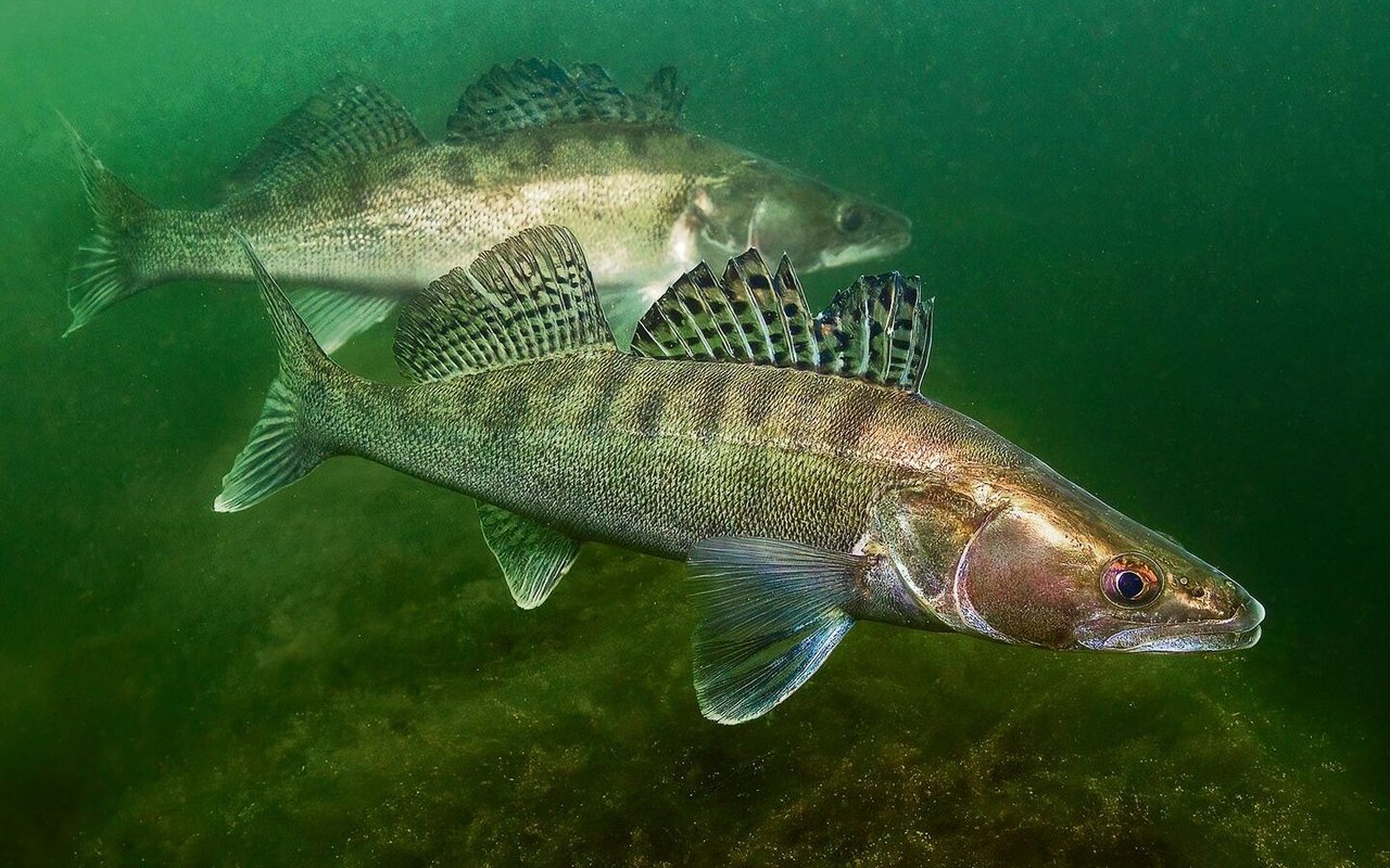 Zander gelten als ausgezeichnete Raubfische.