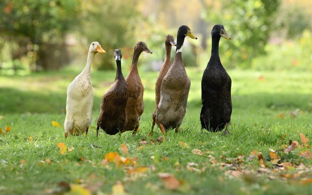 Laufenten wurden in Asien aus Stockenten herausgezüchtet und im 19. Jahrhundert nach Europa gebracht. 