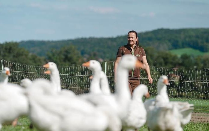 Gudrun Engeler findet Gänse äusserst spannende Tiere, die noch dazu äusserst gut auf das Hofgut Schloss Gündelhart passen. 