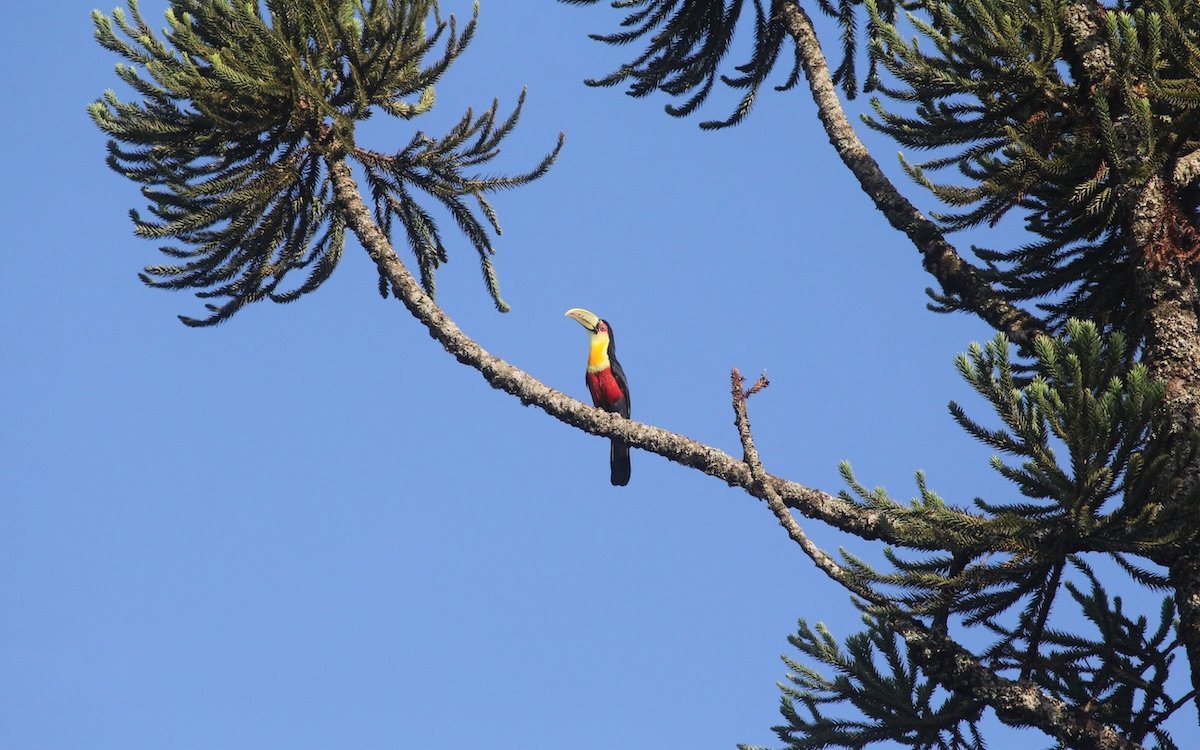 Ein Bunttukan auf einer Araucarie im argentinischen Bundesstaat Misiones. 