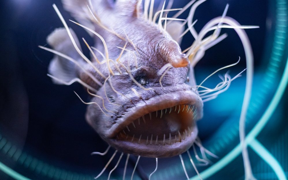 Tiefsee- Anglerfische kommen in allen Ozeanen der Erde in einer Tiefe unterhalb von 300 Metern vor. Ab dieser Tiefe reicht das Tageslicht nicht mehr durch das dunkle Gewässer. 