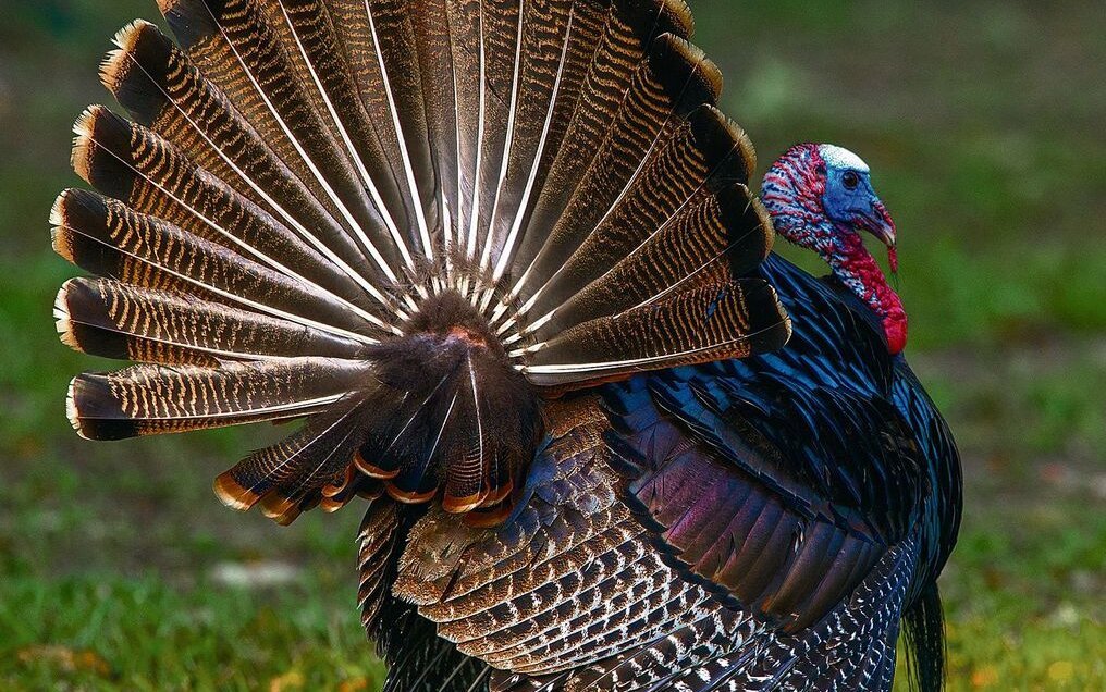 Das Truthuhn ist die grösste Art der Hühnervögel. Ausgewachsene Truthähne erreichen im Stand eine Höhe von bis zu einem Meter. Hennen sind mit 90 Zentimetern etwas kleiner.