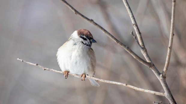 Feldspatz sitzt auf Zweig