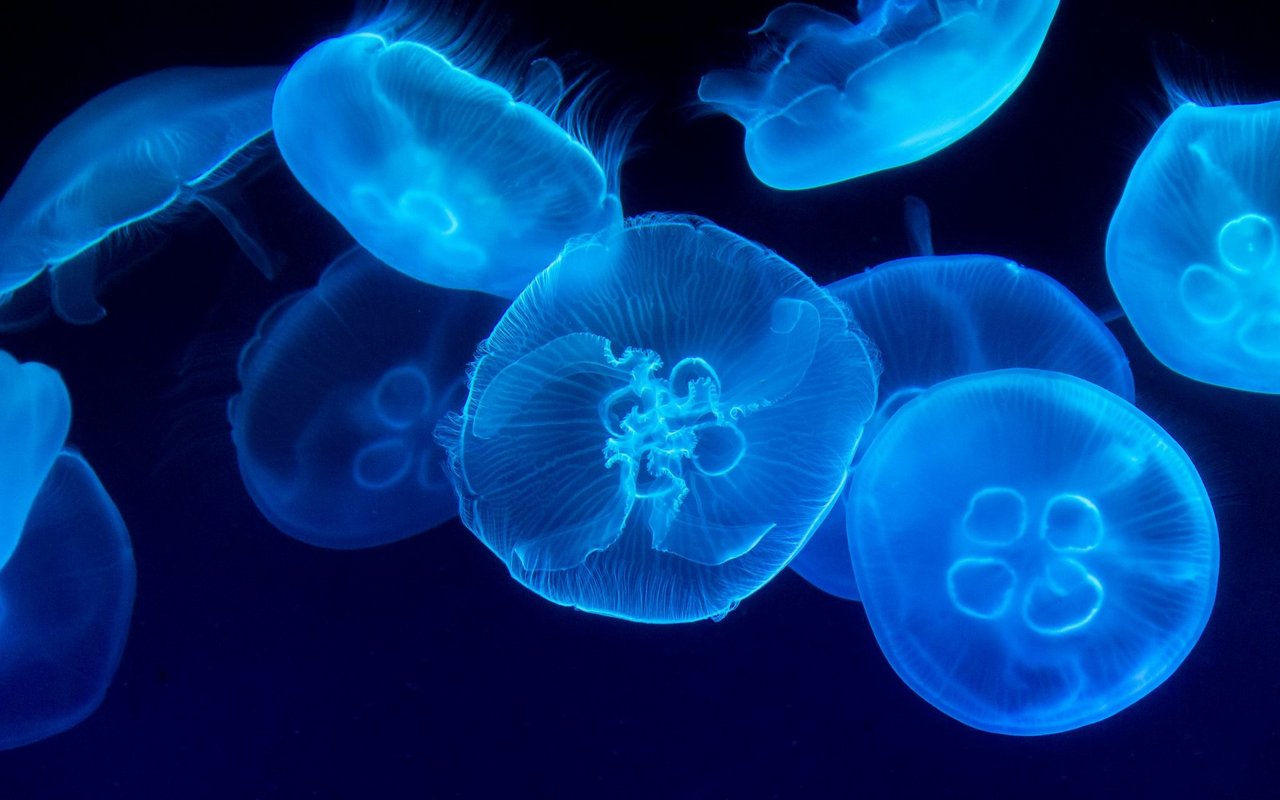 Viele Quallen sind biofluoriszierend. Dies sind Aufnahmen einer Tiefseequalle.