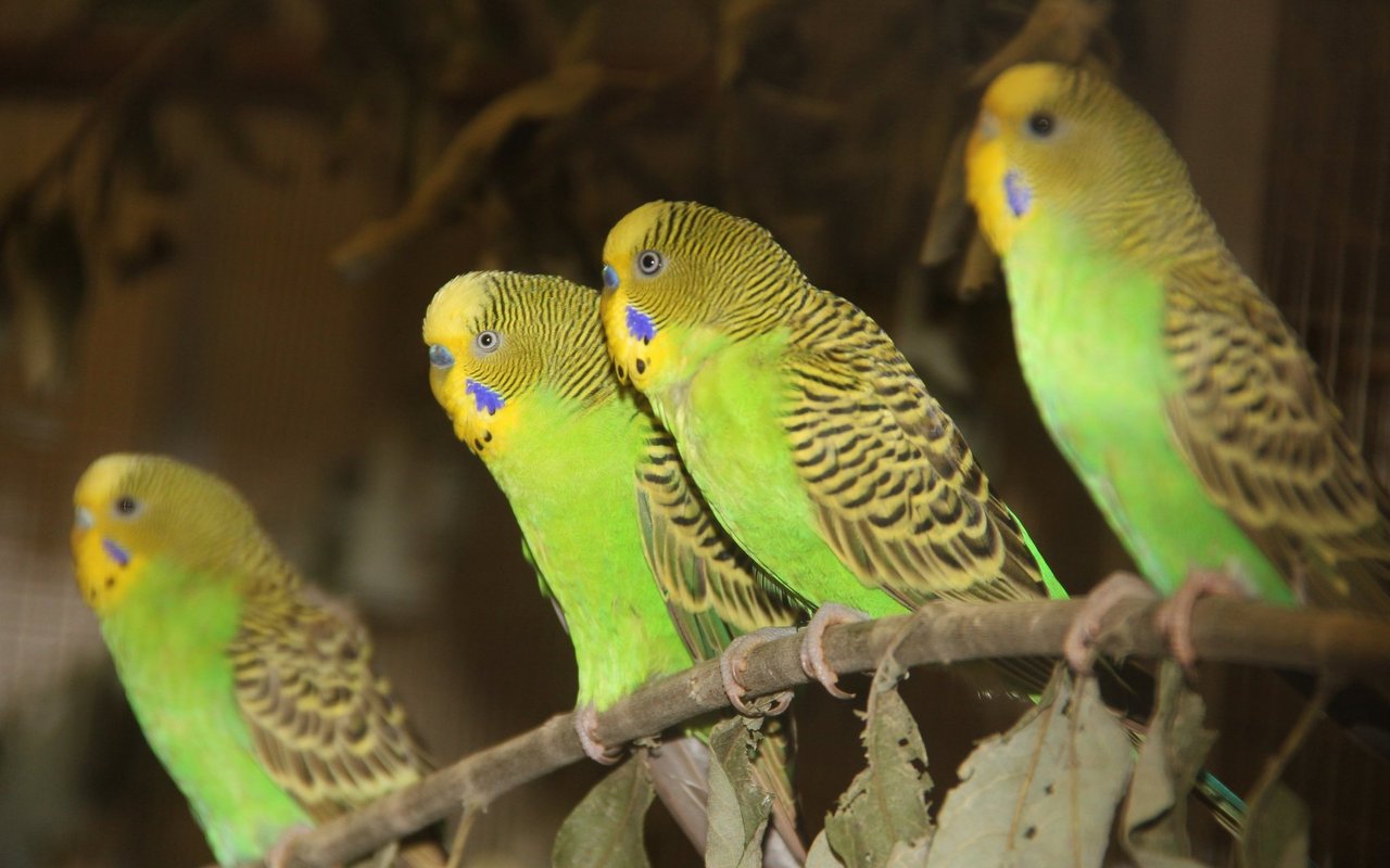 Wilde, grüne Wellensittiche in der Zucht des tschechischen Zoos von Pilsen.