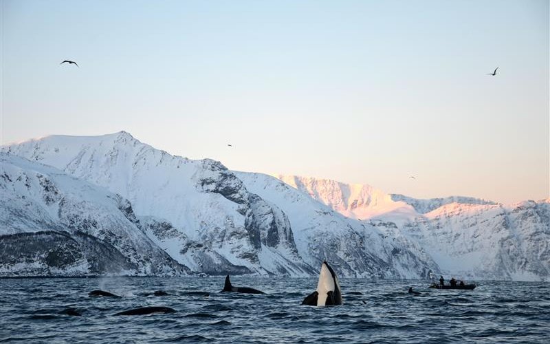 Die Schwertwale in den Fjorden Norwegens haben sich eine eigene Jagdtechnik angeeignet. Durch das Erzeugen eines sogenannten «Karussells» erlegen sie Gruppen von Heringen. 