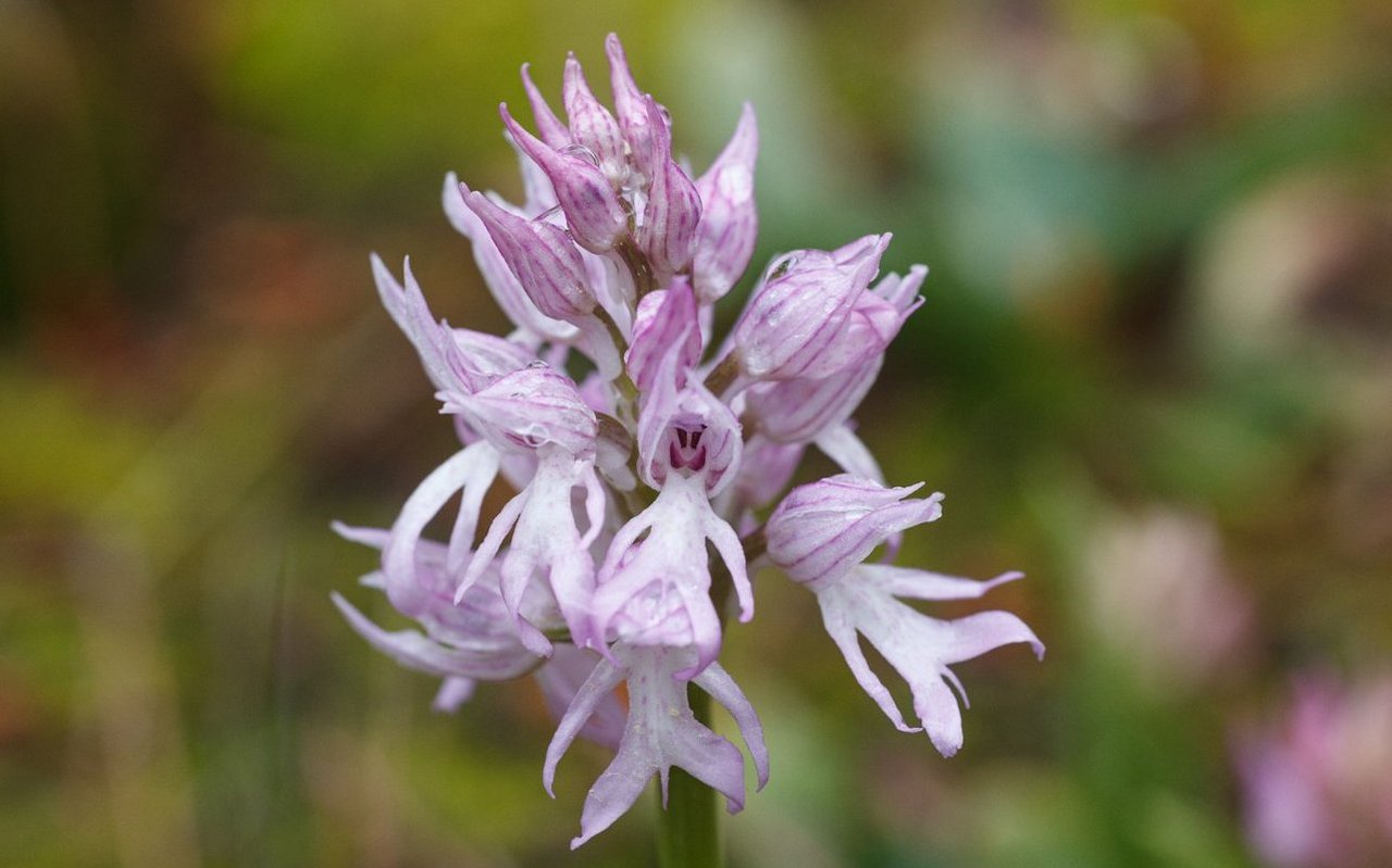 Italienisches Knabenkraut