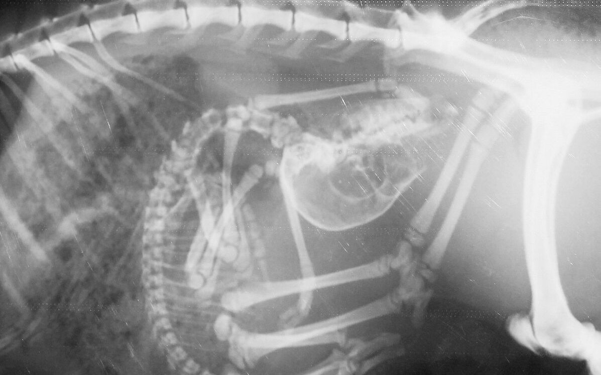 Das Röntgenbild zeigt die Schieflage eines jungen Kirk-Dikdiks.