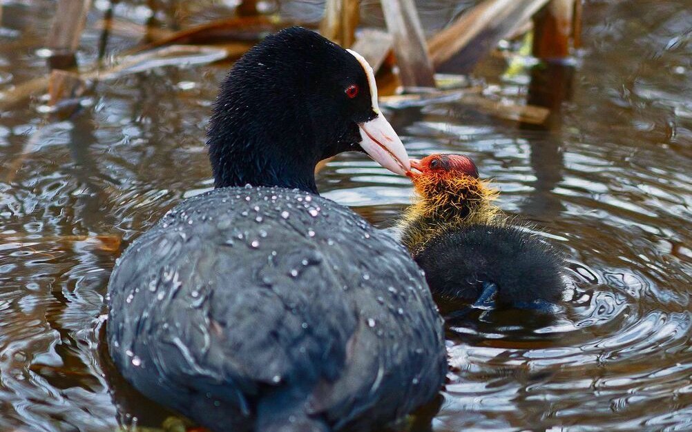 Das Blässhuhn brütet im Schilf. Nach 21 bis 24 Tagen schlüpfen die Jungen. Sie bleiben nur einen Tag im Nest, dann folgen sie den Eltern aufs Wasser.