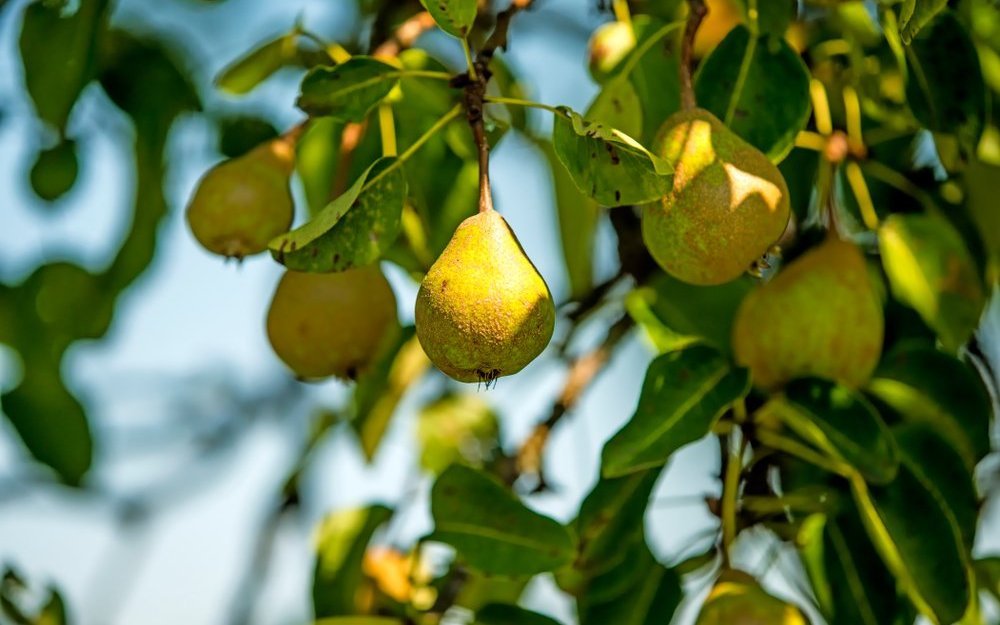 Birnel wird aus Birnen von Hochstammbäumen hergestellt –einem wichtigen Lebensraum für zahlreiche Tiere und Insekten.
