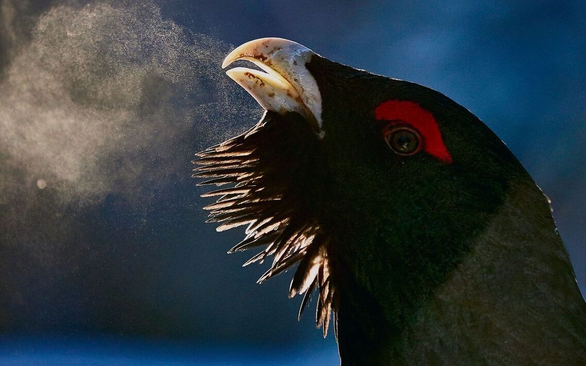 Auerhähne leben in kalten Regionen und lassen ihre besonderen Balztöne früh im Jahr erklingen.