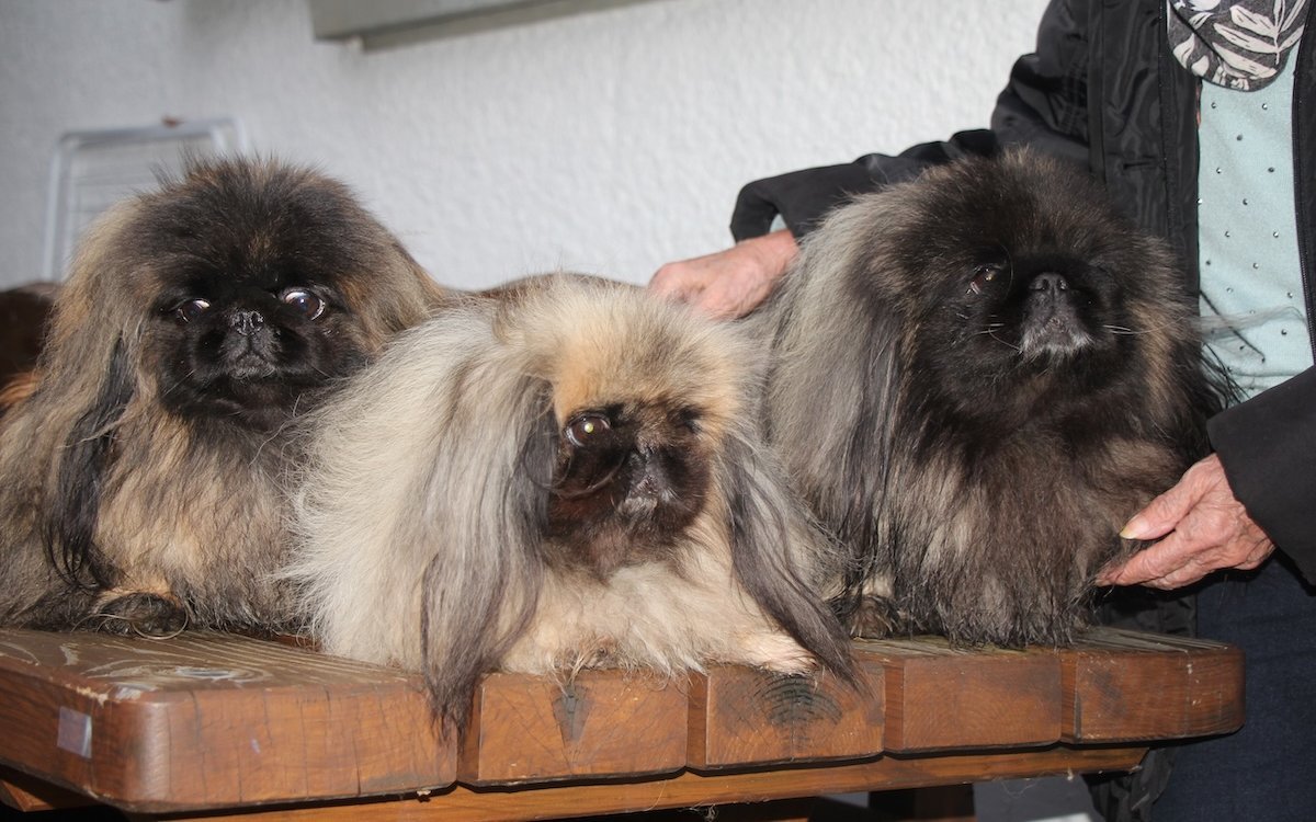 Die drei Pekinesen posieren.