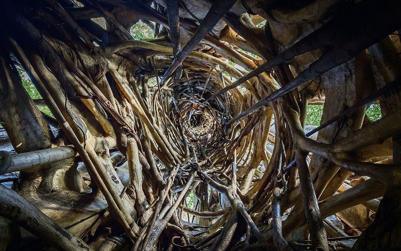 Die Würgefeige macht so manchem anderen Baum den Garaus.
