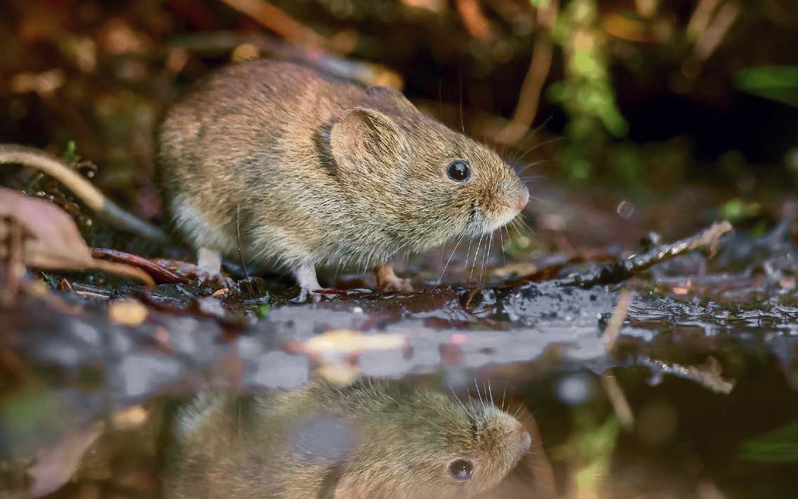 Wühlmäuse haben verschiedene Persönlichkeiten, die sich in ihrem Verhalten widerspiegeln.