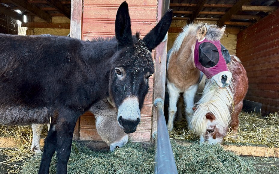 Corinne Kählins Herz schlägt für jedes Tier – von der Wachtel über das Kaninchen, Geissen, Hühner bis hin zu Shetlandponys.