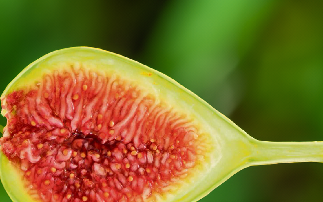 Diese grüne Tessiner Feige wäre beinahe ausgestorben.