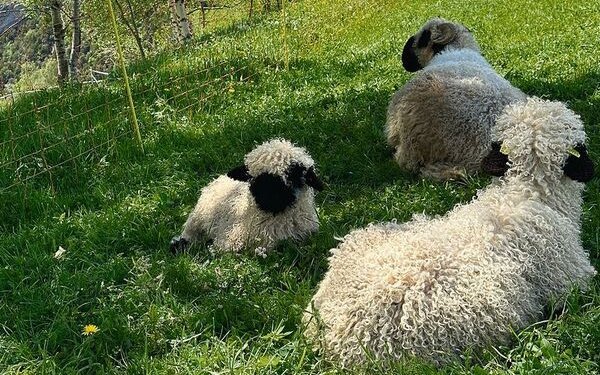 Die schwarze Ramsnase, die schwarze Augenumrandung und die schwarzen Ohren sind typisch für diese Schäfchen. 