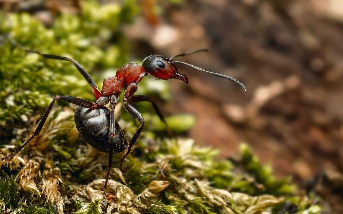 Zur Verteidigung versprühen Ameisen ätzende Ameisensäure.