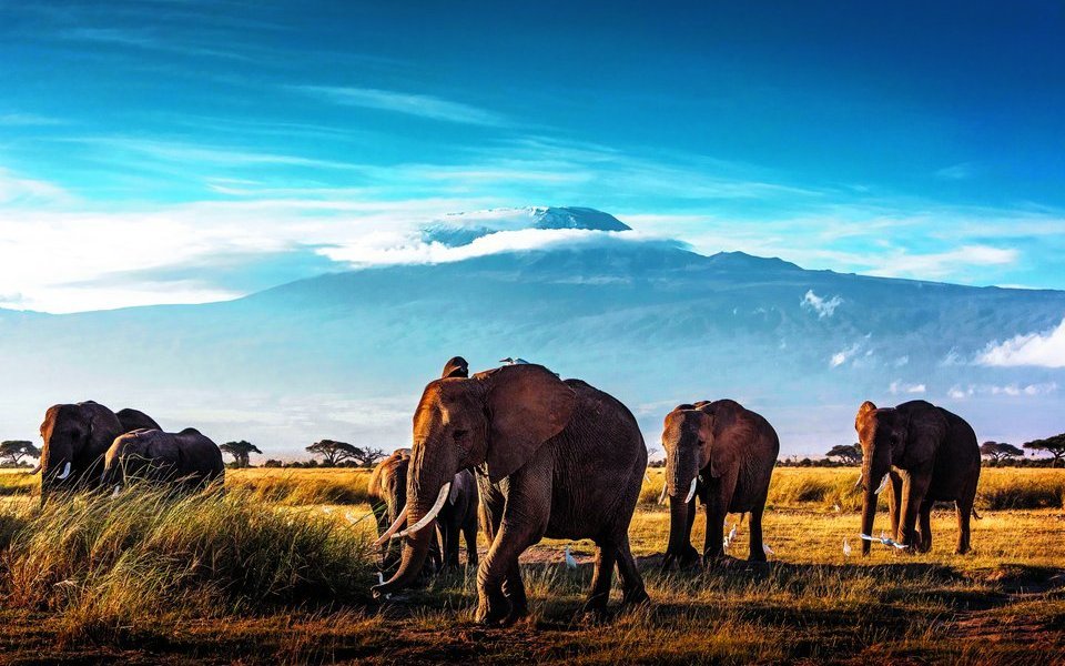 Bei Elefanten helfen die weiblichen Verwandten bei der Aufzucht der Jungtiere.