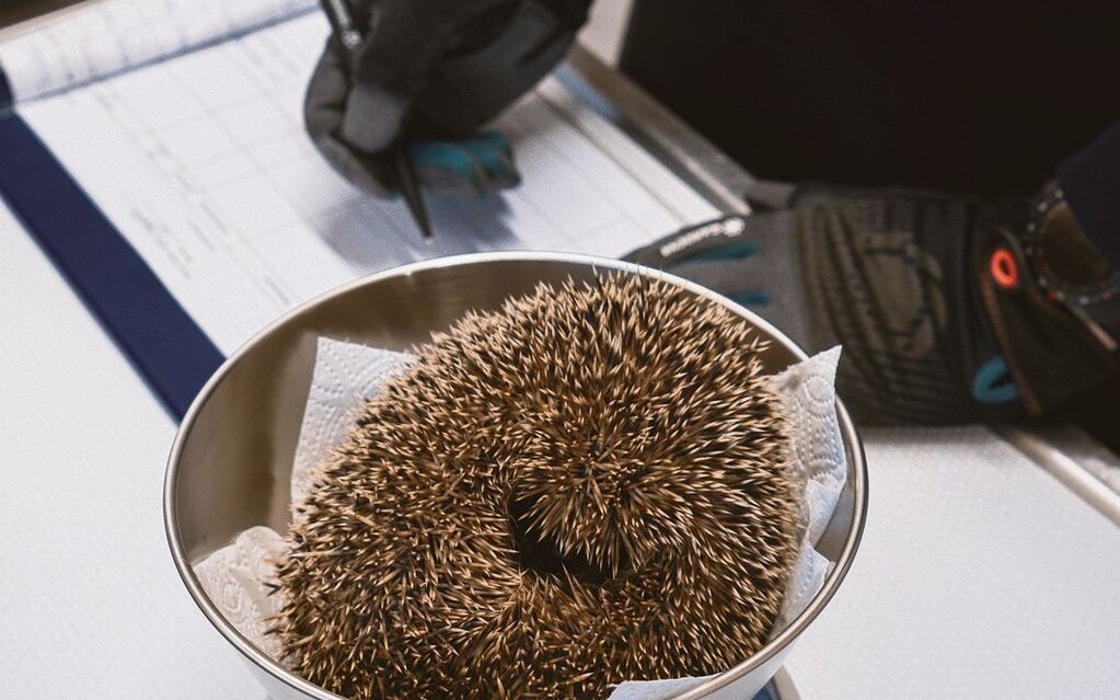 Idealerweise wiegt ein Igel mehr als 800 Gramm.