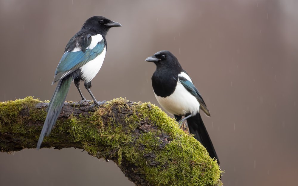 Elsternpaare bleiben ein Leben lang zusammen.