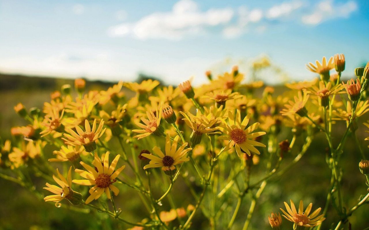 Das Schmalblättrige Greiskraut aus Südafrika ist eine giftige Pflanze, die gefährlich für weidendes Vieh ist.