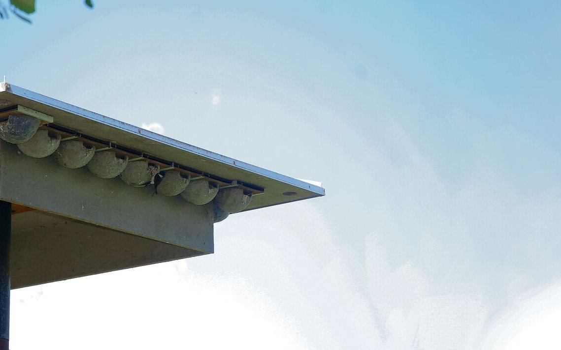 Die Schwalbentürme auf dem Tannenhof in Gampelen werden von Mehlschwalben gut angenommen.