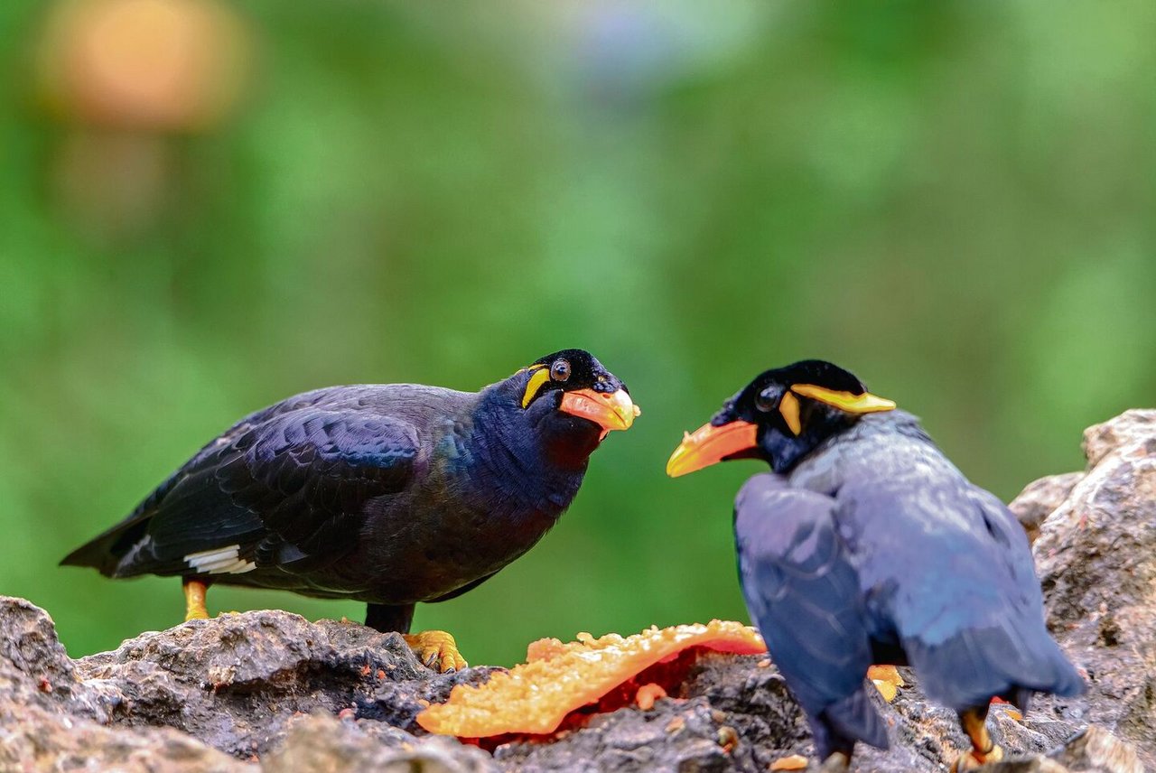 Die geselligen Vögel dürfen nicht einzeln gehalten werden.