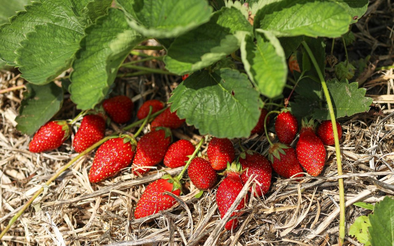 Die Langzeit-Untersuchung «Nurses Health Study» der renommierten Harvard-Universität hat herausgefunden, dass Frauen, die mindestens dreimal wöchentlich Beeren essen, ihr Herzinfarktrisiko um bis zu 34 Prozent senken können.