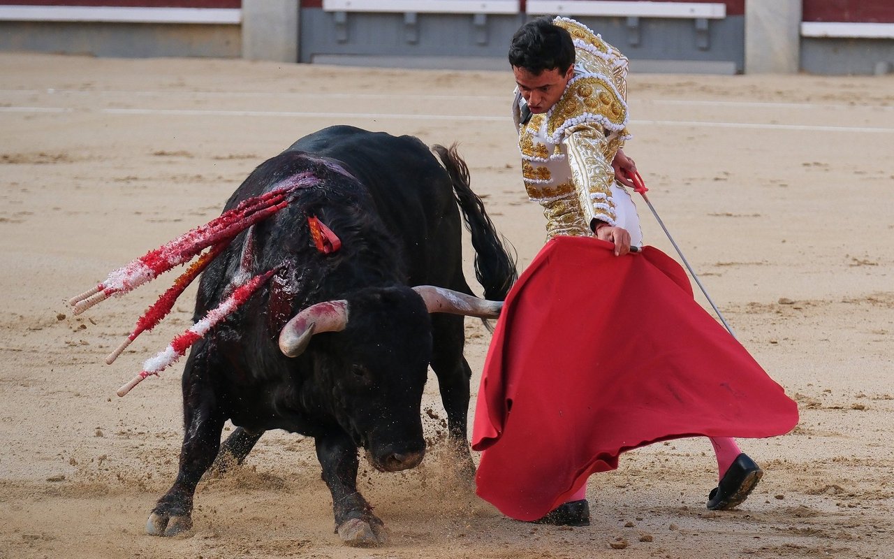 Die rituelle Tötung eines Kampfstieres ist in einigen Kulturen fest verwurzelt, gilt aber unter Aspekten des Tierschutzes als höchst umstritten.