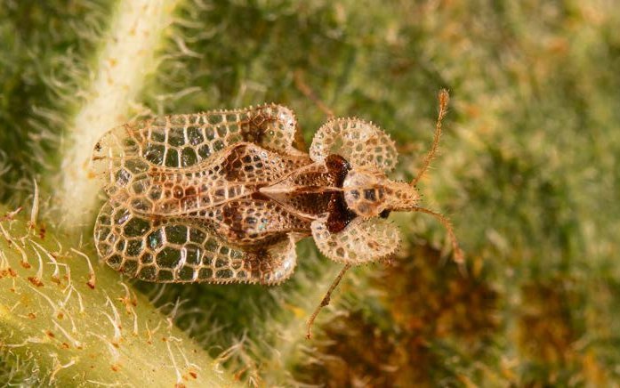 Viele Wanzenarten sind unscheinbar. So wie die filigranen Platanen-Netzwanze, die aus den USA nach Europa eingeschleppt wurde.
