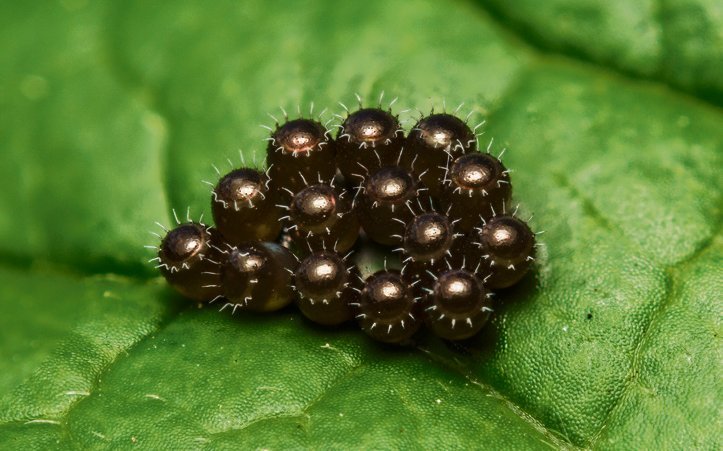 Die Eier vieler Wanzenarten sind wahre Kunstwerke.