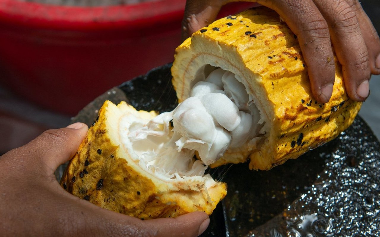(Symbolbild) Das Fruchtfleisch der Kakaopflanze kann auch gegessen werden und ist süsslich. 