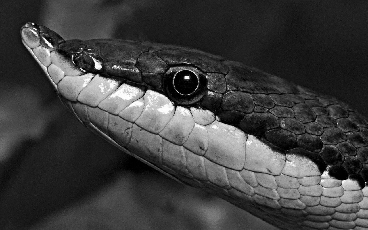 Langnasen Strauchnatter.