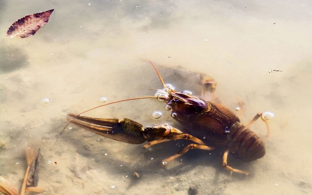 In Bedrängnis bringt die einheimischen Flusskrebsarten auch der Lebensraumverlust. 