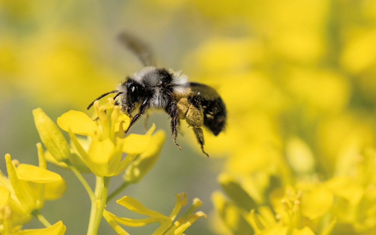 Unverkennbar sind die grau-weissen Haare der Aschgrauen Sandbiene.