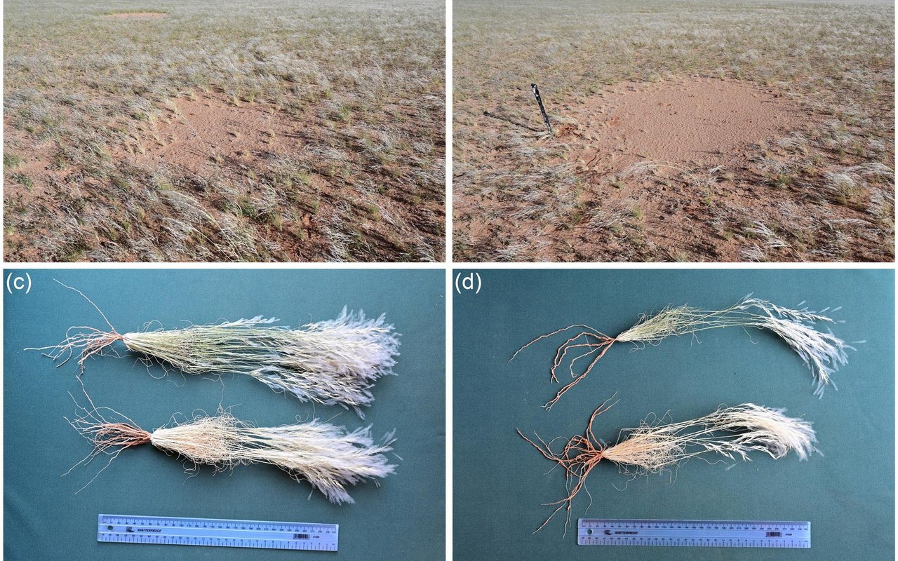 Die Forscher untersuchten das Absterben von Gras in den Feenkreisen in mehreren Namib-Regionen. Die Wurzeln der gelblich abgestorbenen Gräser innerhalb der Feenkreise sind genauso lang und unbeschädigt wie die Wurzeln der vitalen grünen Gräser außerhalb.