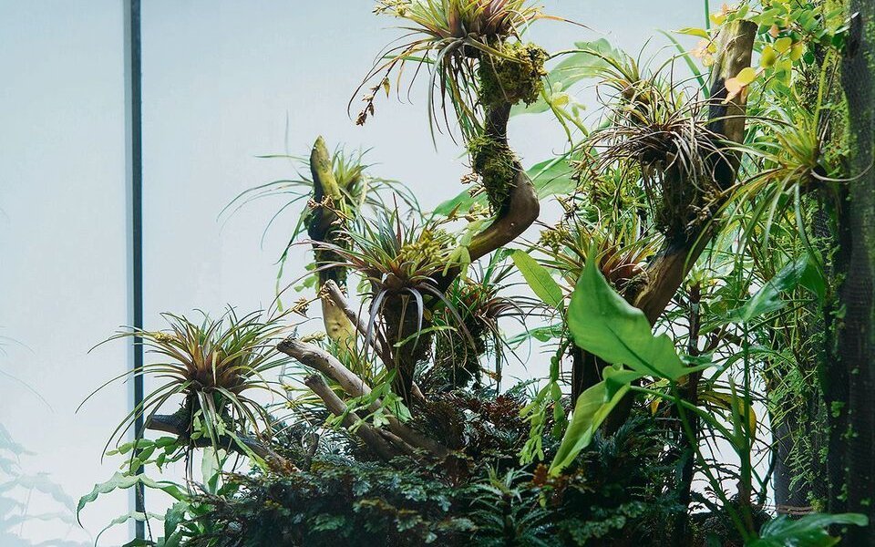 Ein äusserst dekorativ bepflanztes Terrarium für Pfeilgiftfrösche der Spezialgärtnerei Farnwerk.