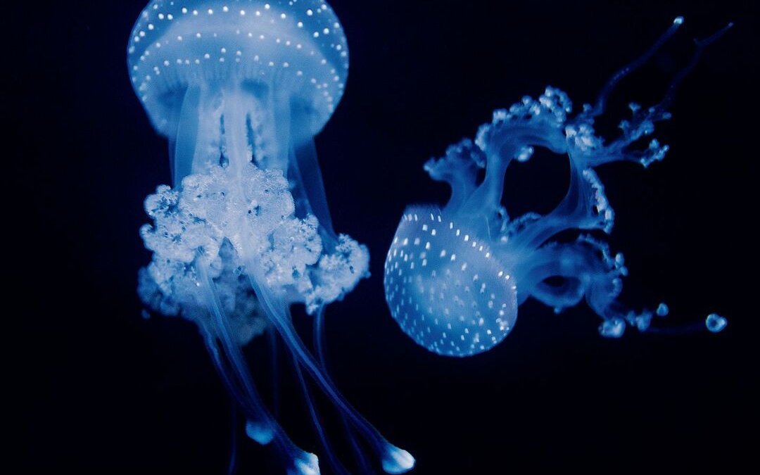 Wurzelmundquallen werden auch im Vivarium des Zoo Basel gehalten. 