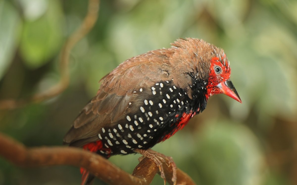Gemalte Amadinen fliegen durchaus ins Gebüsch, mögen aber ein steiniges Habitat, das an ihr natürliches Verbreitungsgebiet in Australien erinnert. 