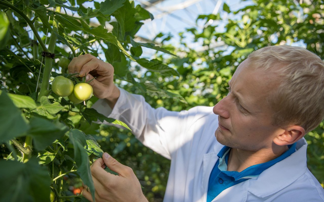 Feri Jusko begutachtet die Tomaten, die durch seine Hummeln bestäubt wurden. 