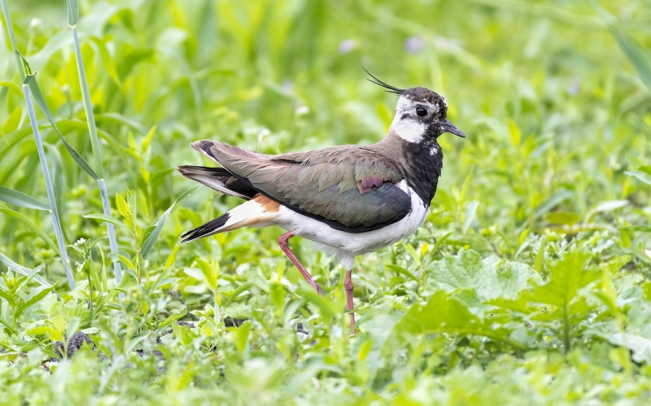 Der Kiebitz gilt hierzulande als stark gefährdet. Seit vielen Jahren setzt sich BirdLife deshalb für den Watvogel ein.