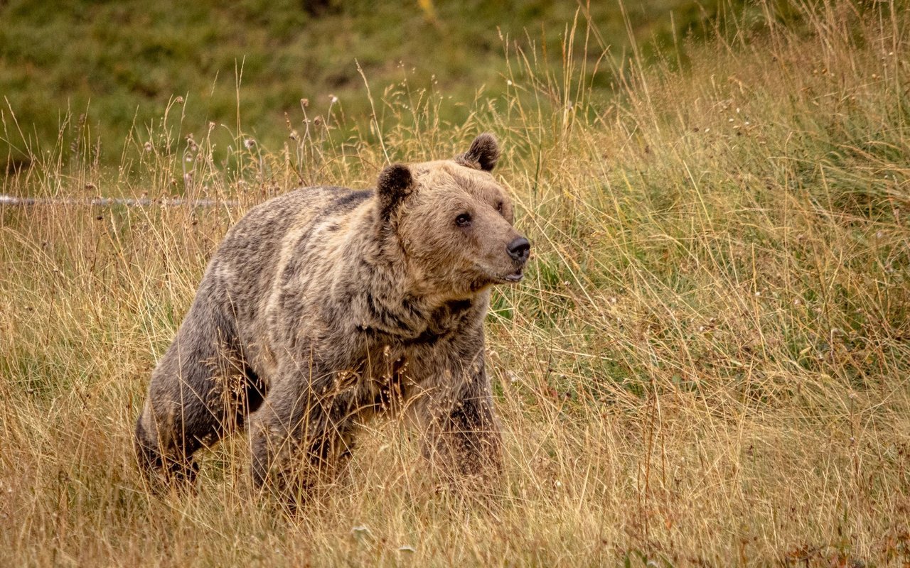 Sam ist erst seit Mai 2022 im Bärenland.