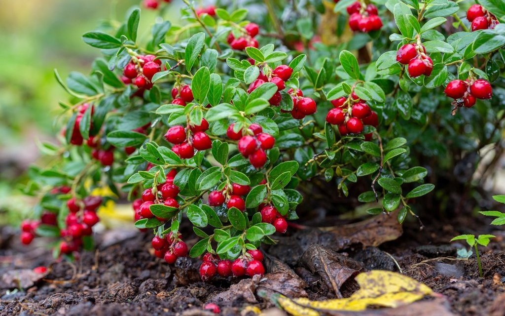 Der Herbstklassiker fühlt sich auf sauren Böden wohl – Preiselbeeren können im frühen Herbst geerntet werden. 