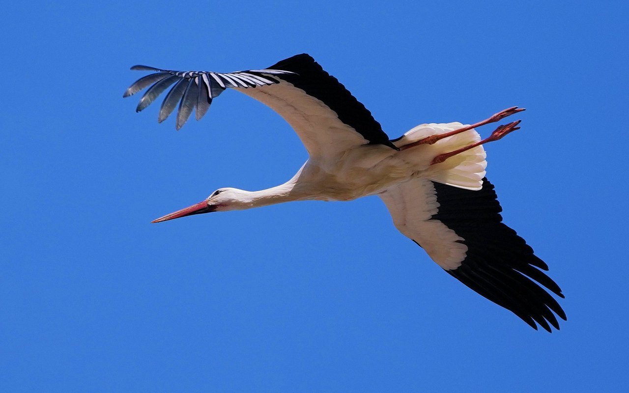 Die Storchendame brütet seit 2017 auf den Dächern des Nationalen Pferdezentrums in Bern.