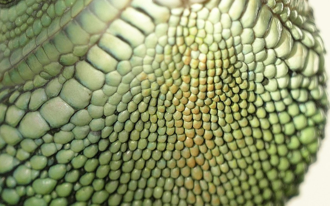 Alle heutigen Reptilien haben Schuppen. Dinosaurier sind aber nicht näher mit Reptilien verwandt und hatten oft Federn.