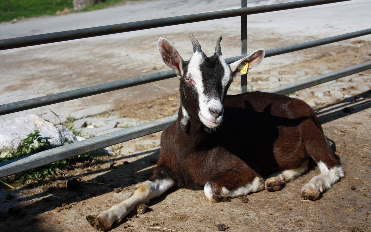 Die Jungtiere, die nicht geschlachtet werden, kommen für etwa ein Jahr weg von der Herde und werden erst im zweiten Jahr gedeckt.