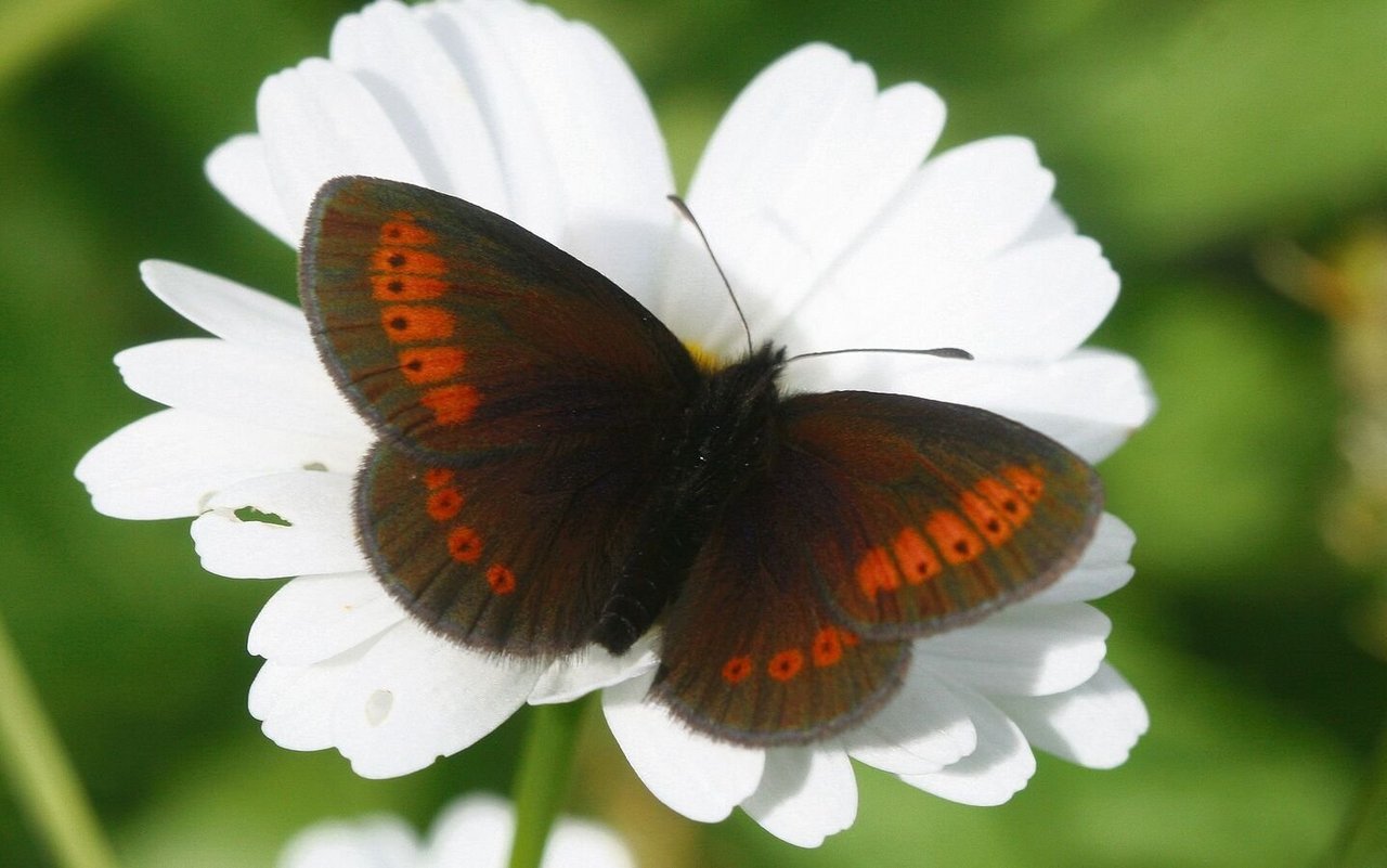 Grindelwaldner Sudeten Mohrenfalter.