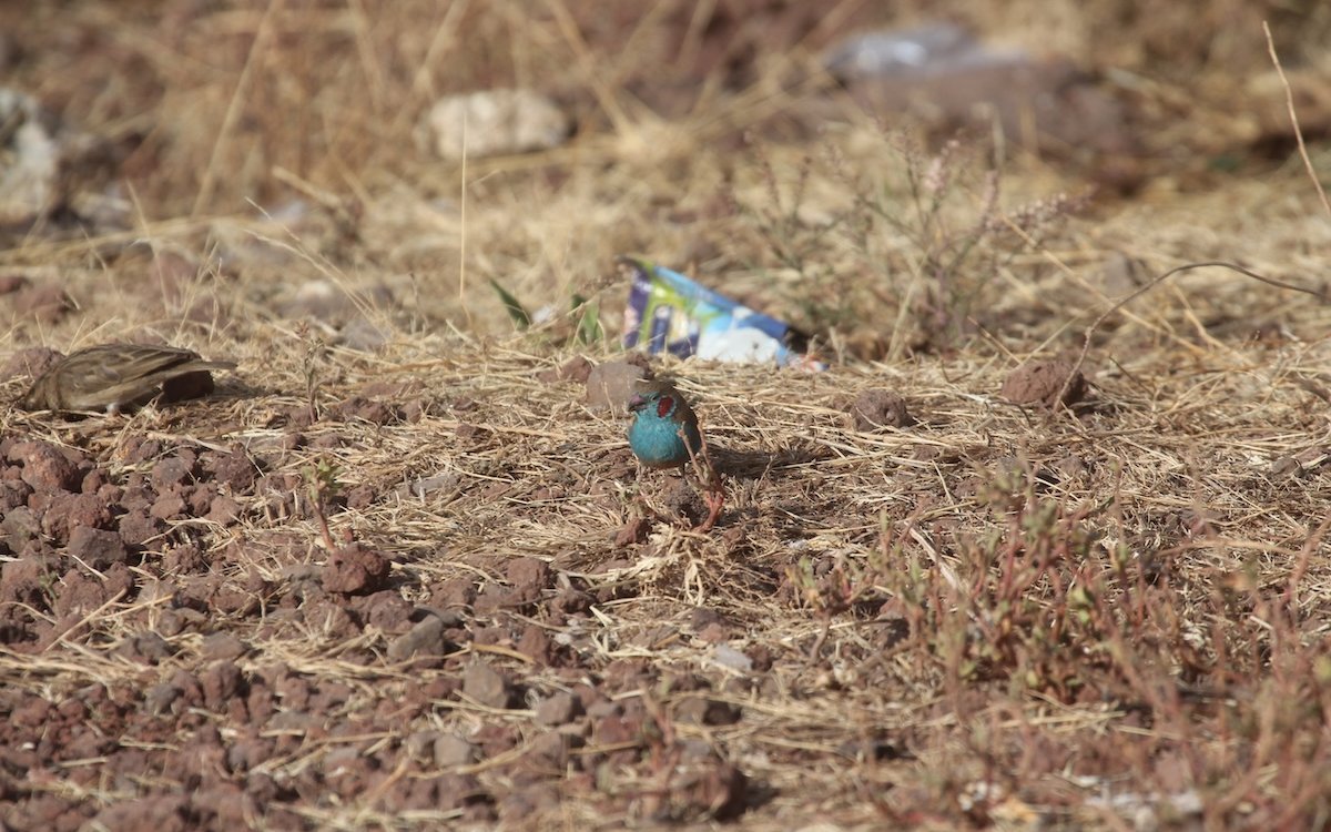 Ein männlicher Bengalus-Schmetterlingsfink im Hochland von Äthiopien auf der Suche nach Teff-Samen. 