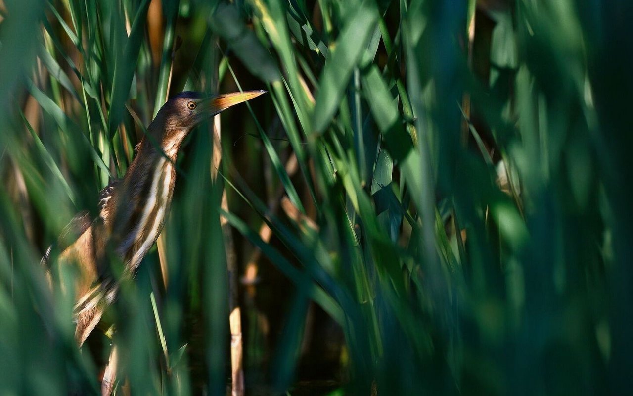 Röhrichte bieten zahlreichen Tieren Schutz, Nahrung und Nistplätze und sind wichtige Bestandteile von Gewässerökosystemen.